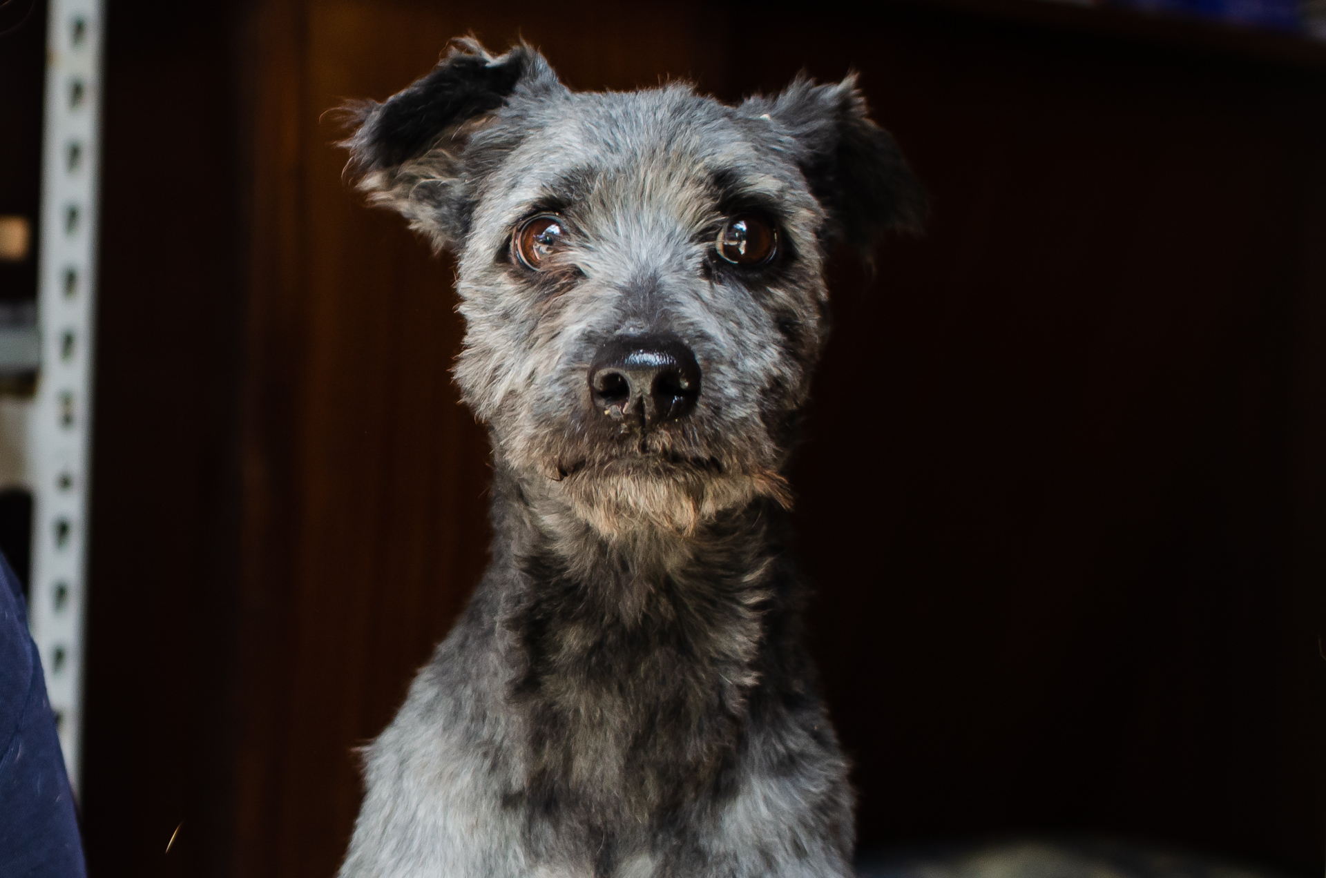 Featured image for “Marley is feeling so much better !!”