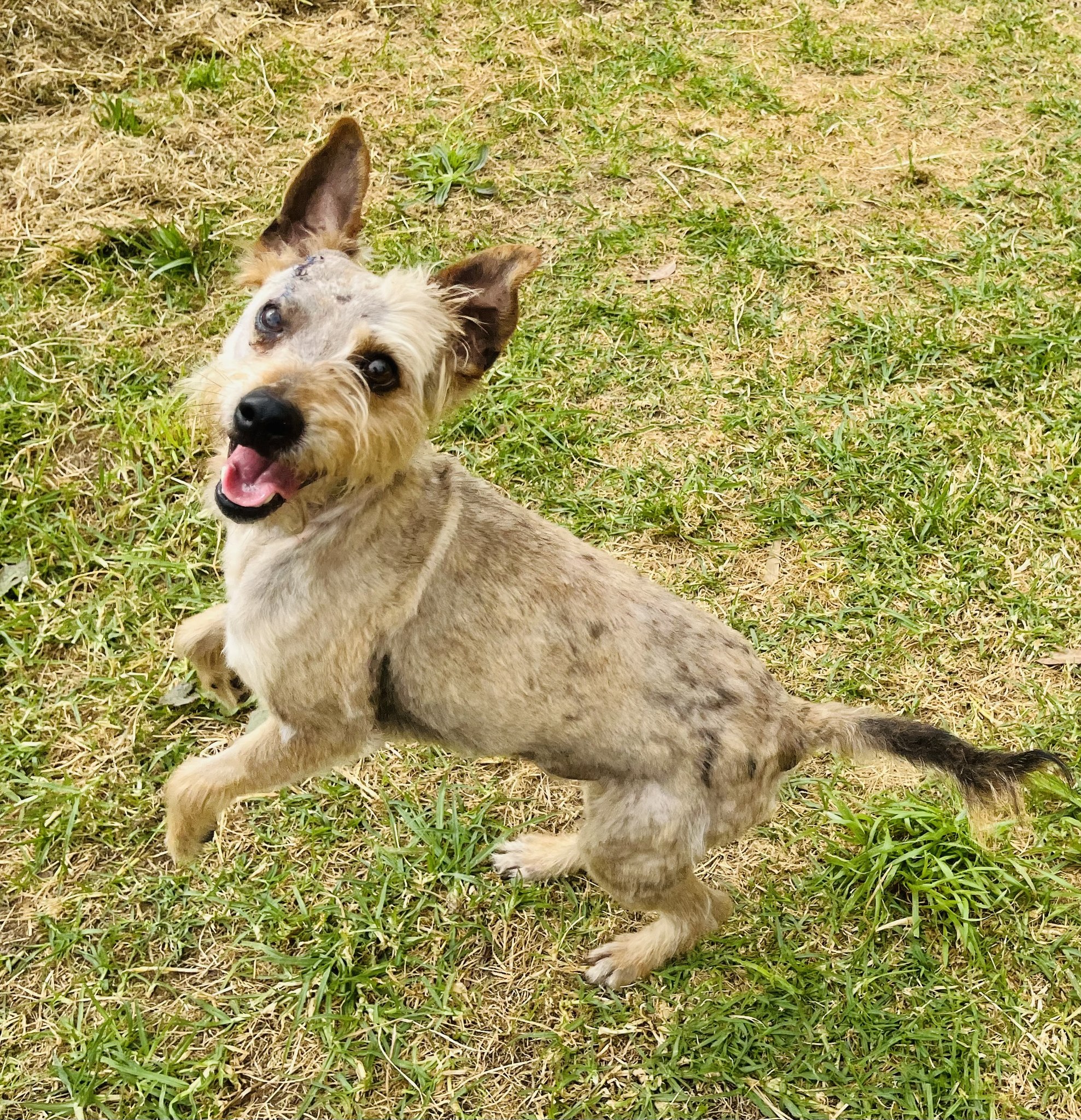 Featured image for “Fluffy FIELIES!”