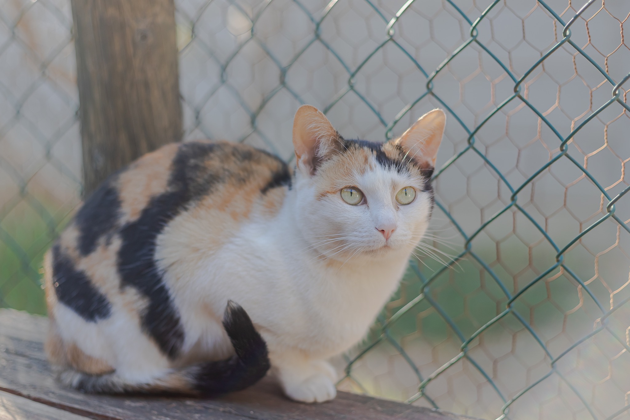 Featured image for “Our Robin Reliant has been adopted!!”