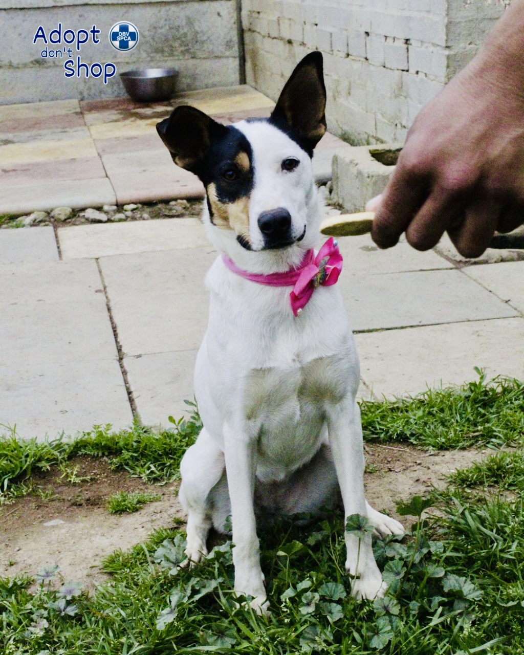 Featured image for “Bella”