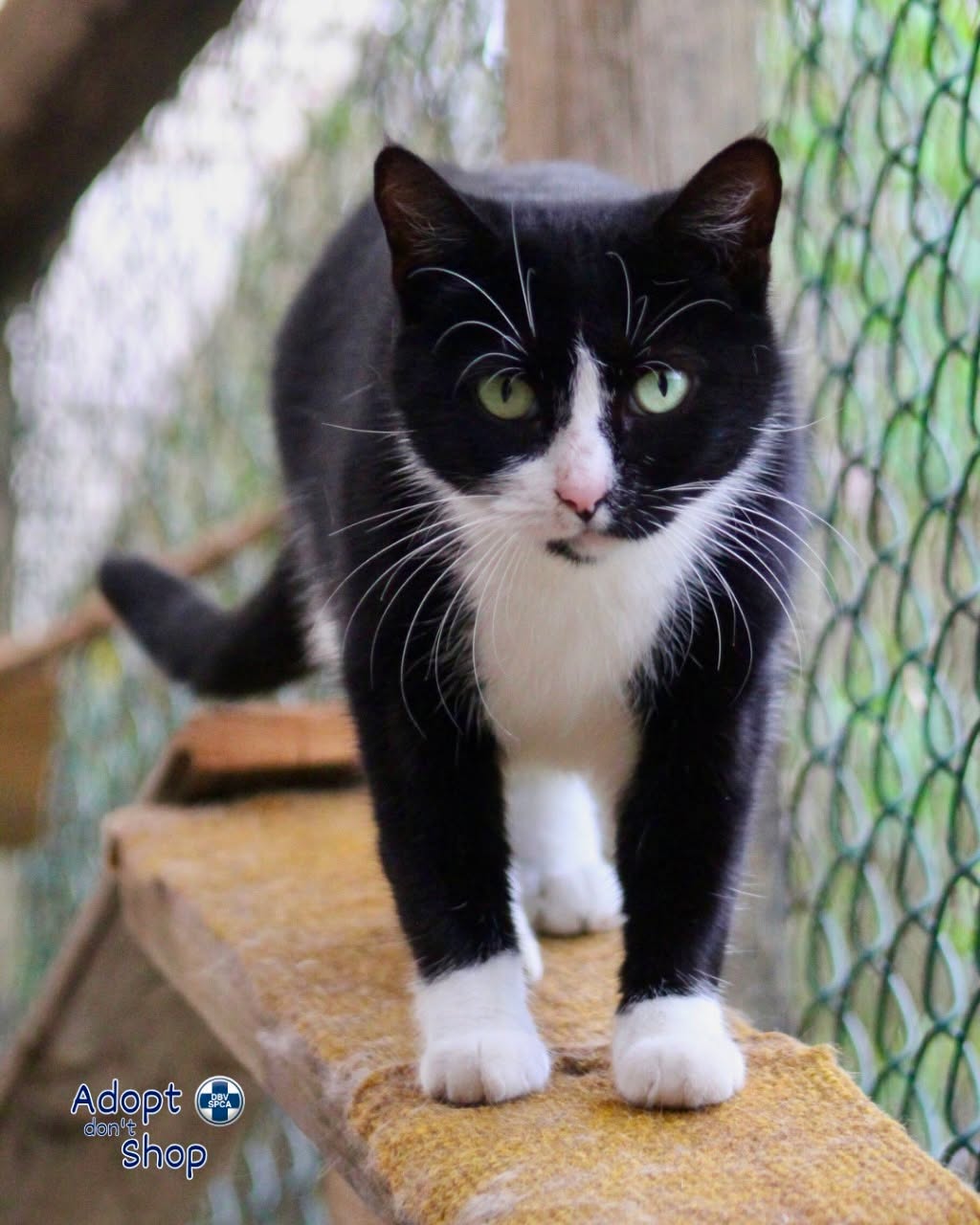 Featured image for “Blackie”
