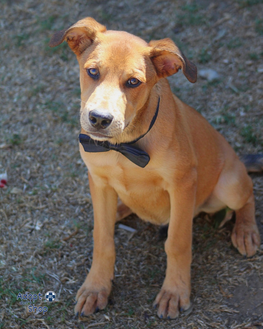 Featured image for “Rex”