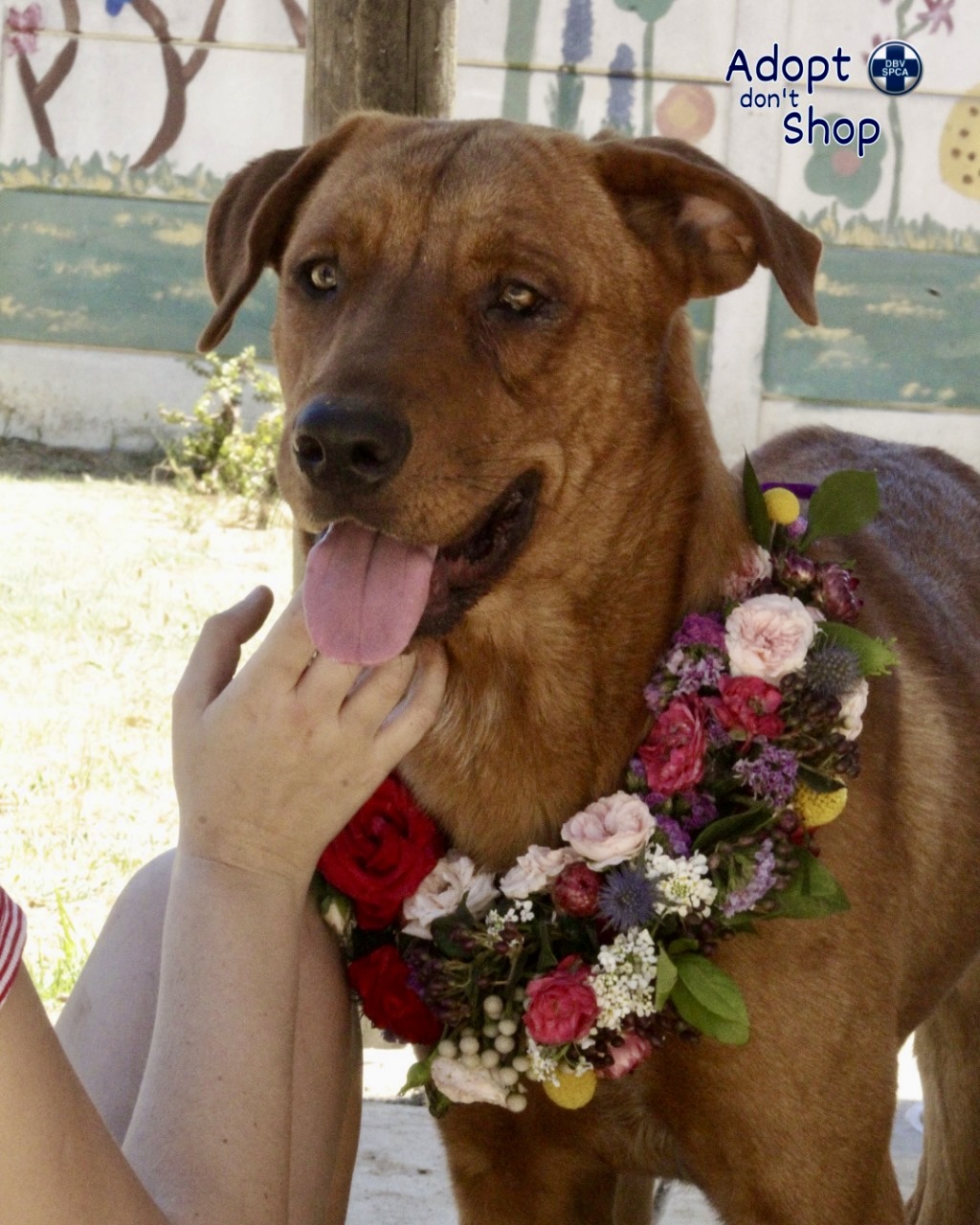 Featured image for “Bear”