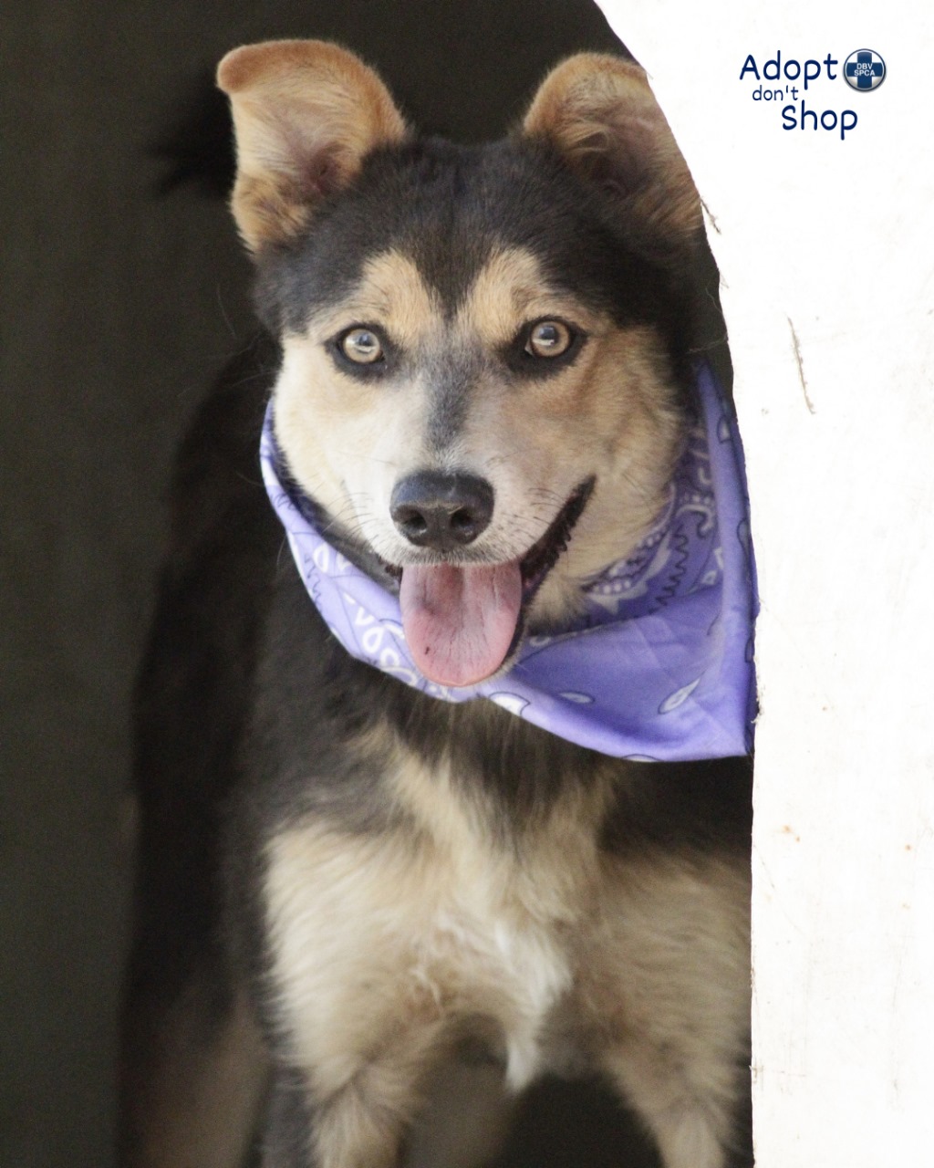 Featured image for “Biscuit”