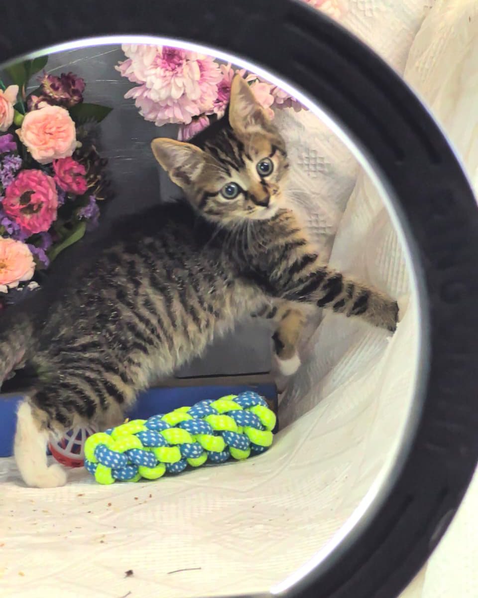 Featured image for “Clyde”