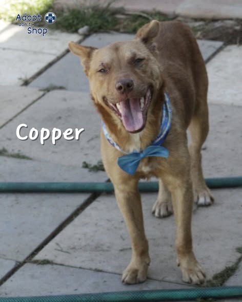 Featured image for “Copper”