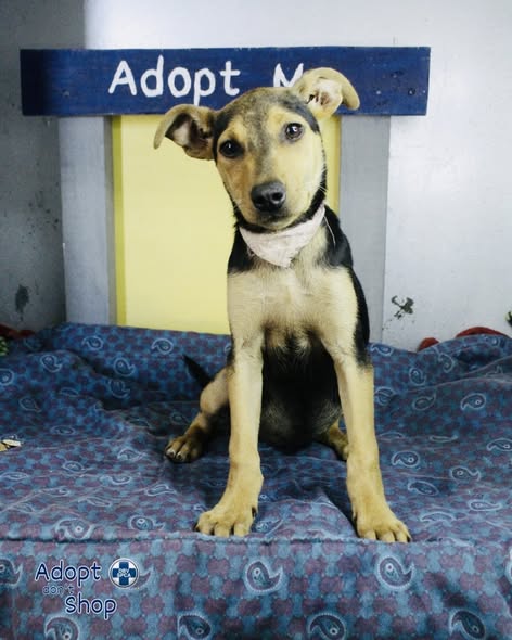 Featured image for “Elsie”