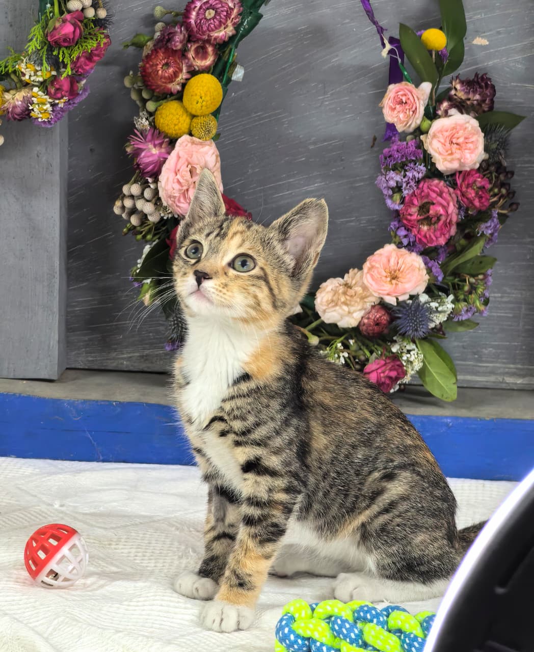 Featured image for “Frikkie”