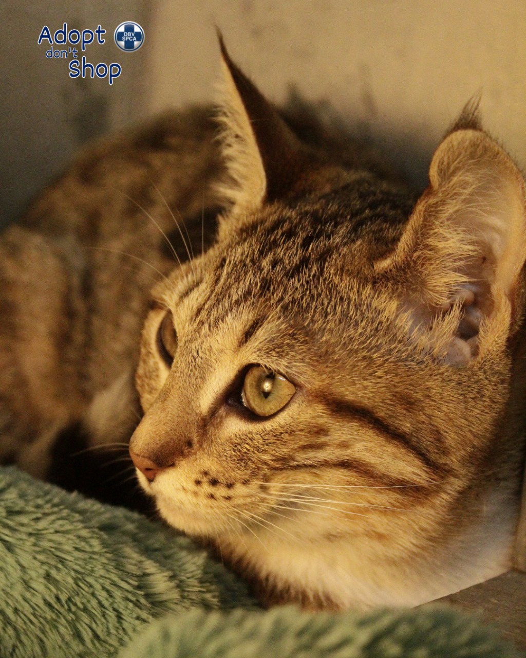 Featured image for “Hazel”