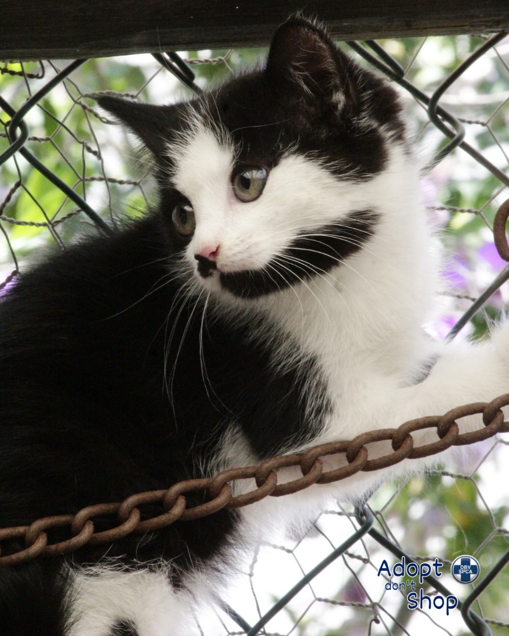 Featured image for “Le Roux”