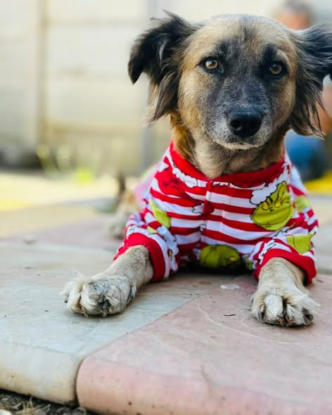 Featured image for “Megan”