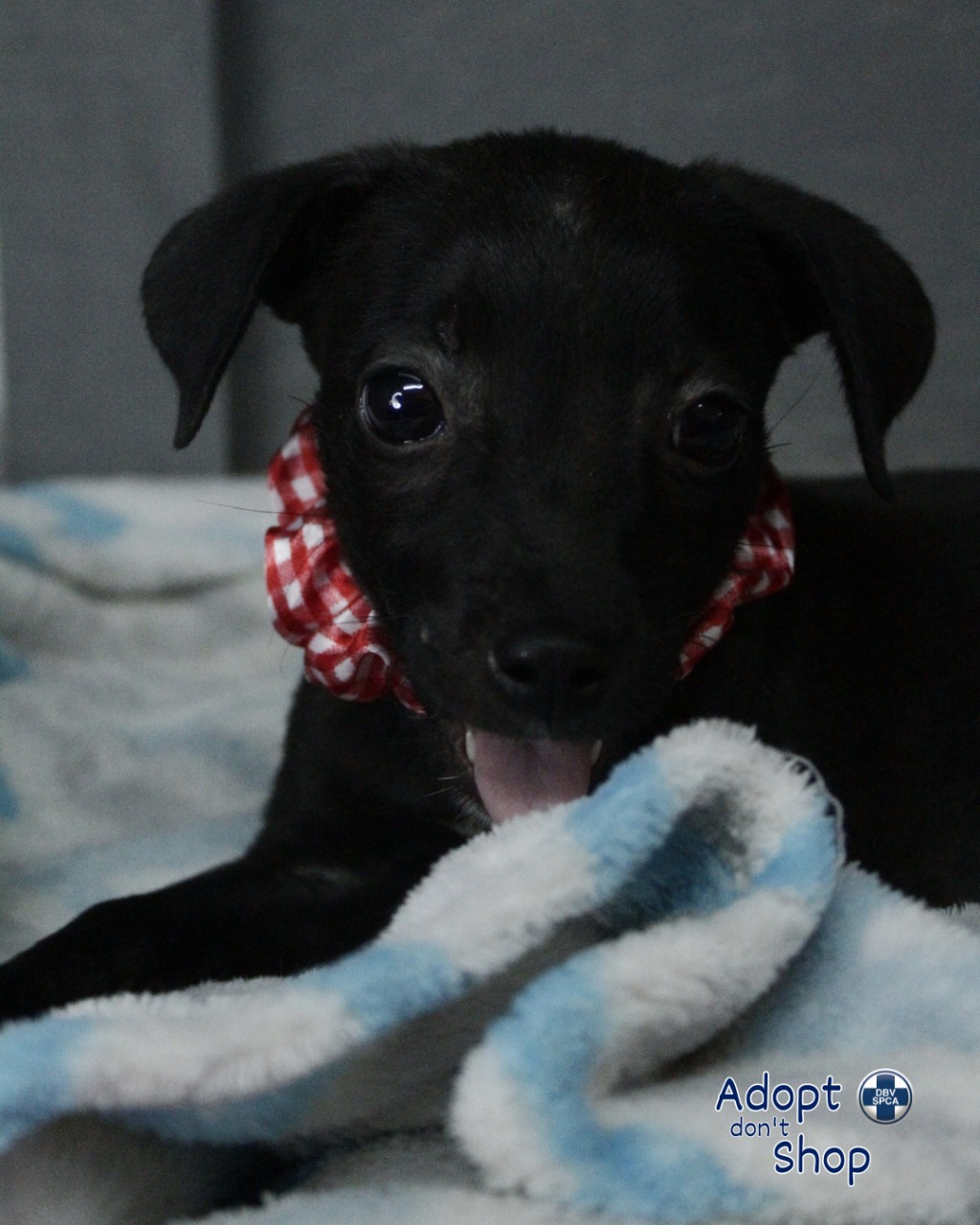 Featured image for “Mielies”