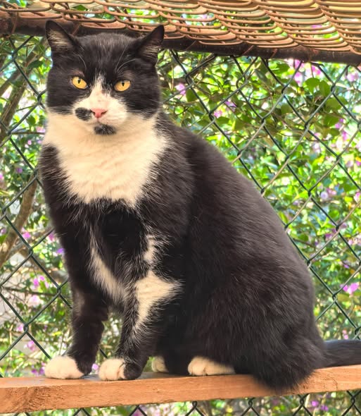 Featured image for “Mr Bojangles”