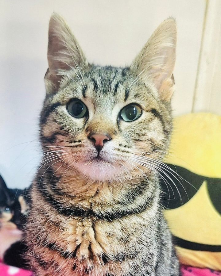 Featured image for “Niko”