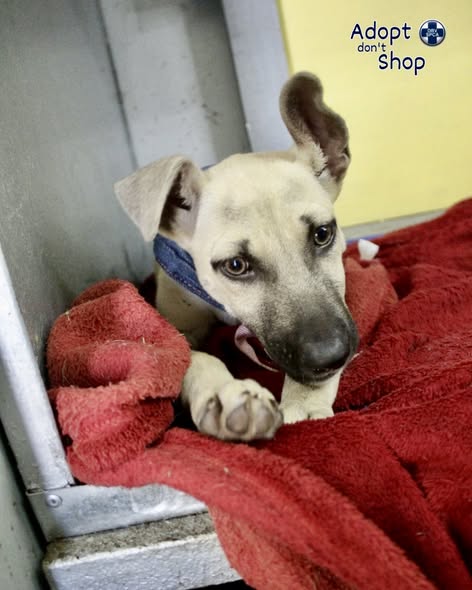 Featured image for “Optel”