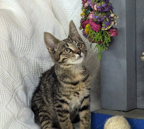 Featured image for “Rain”