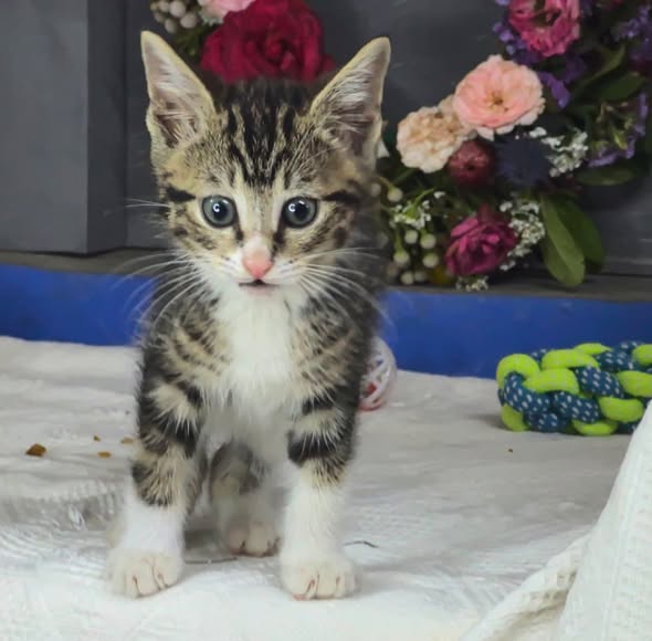 Featured image for “Ripple”