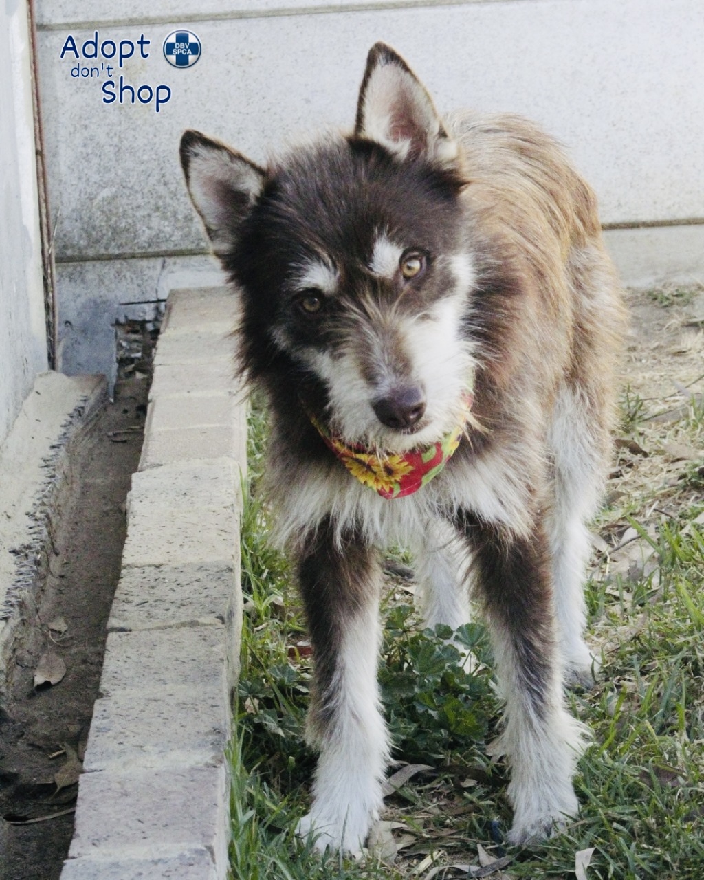 Featured image for “Scooby”