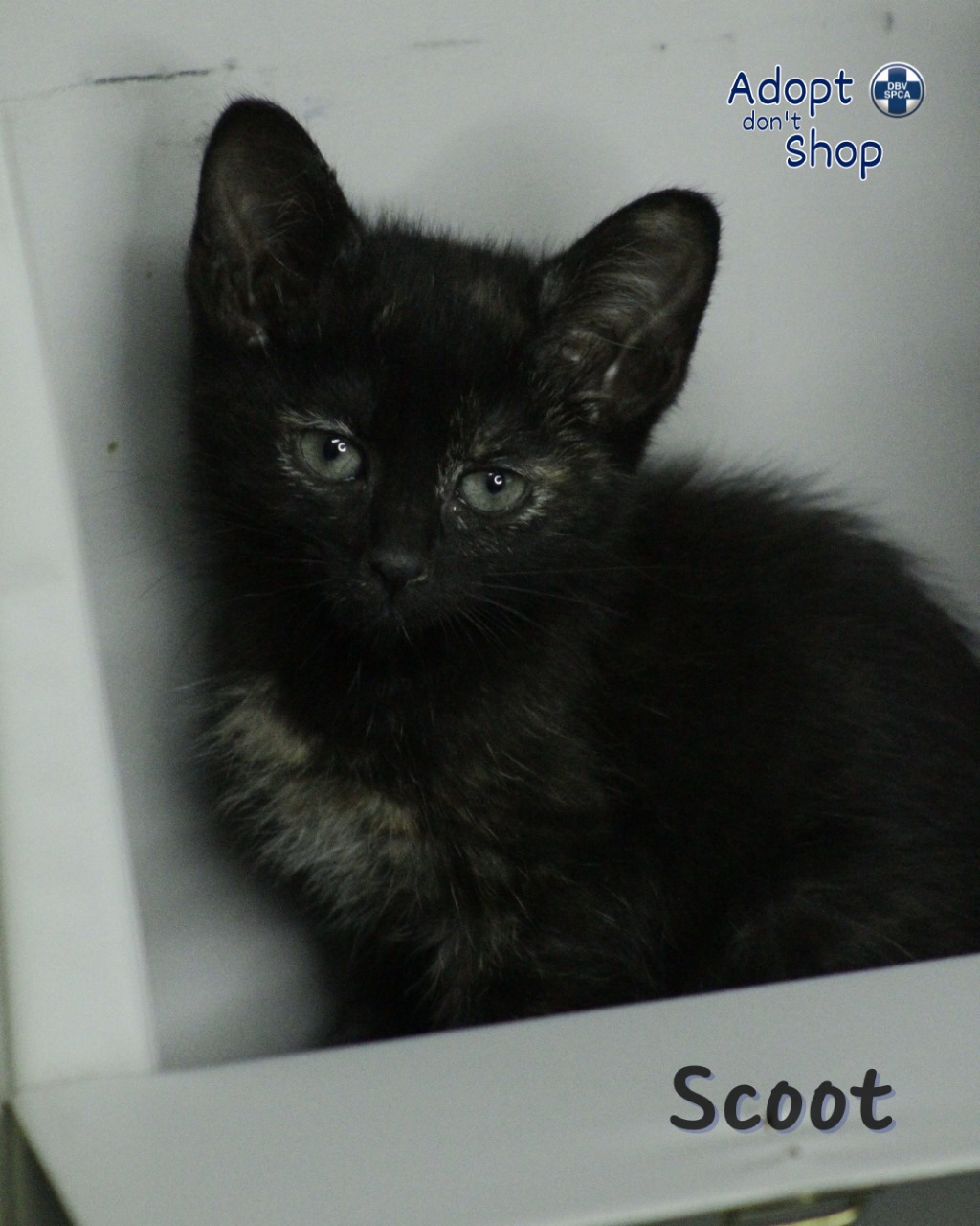 Featured image for “Scoot”