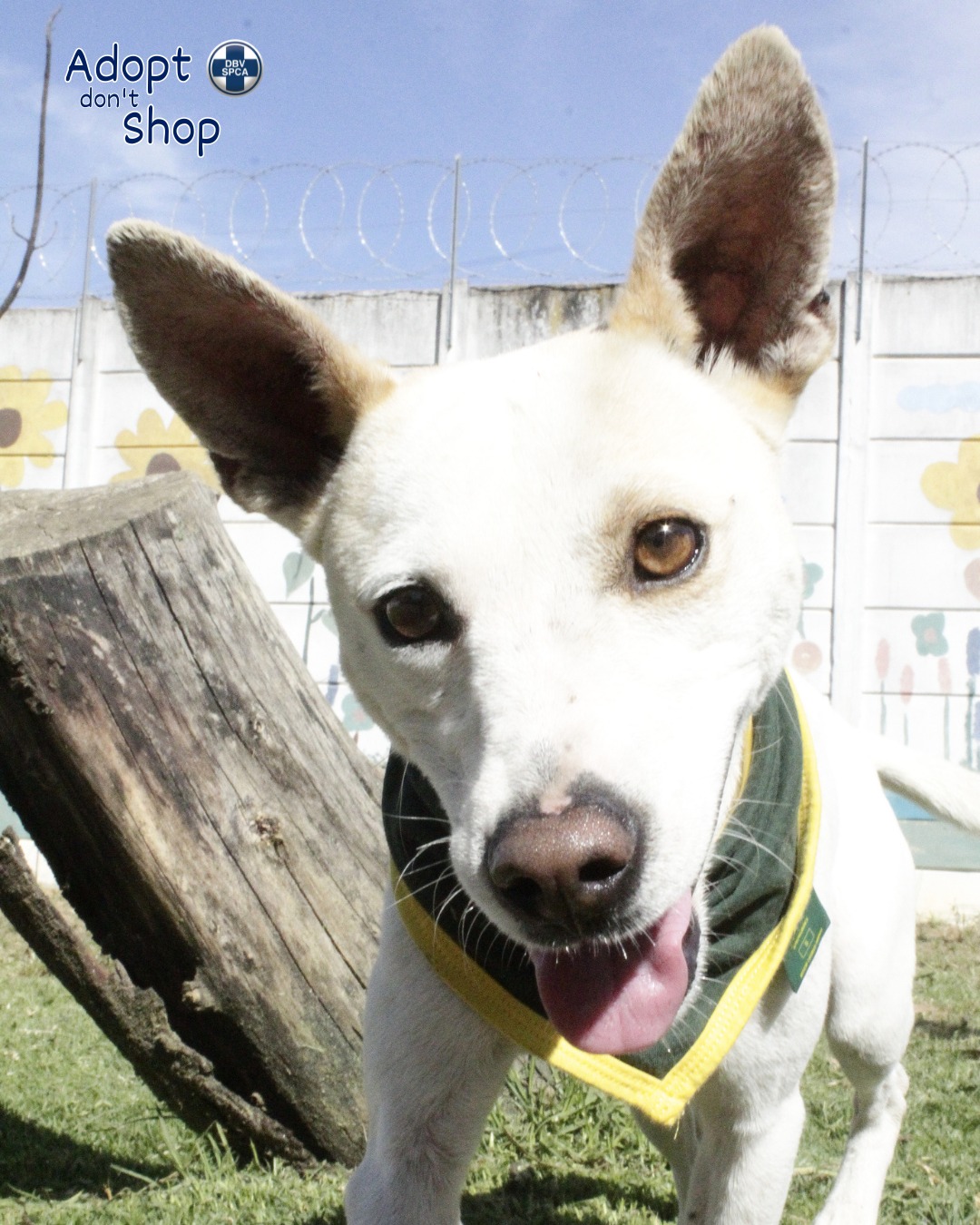 Featured image for “Sparky”