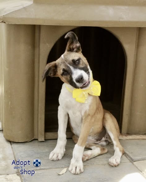 Featured image for “Steffie”