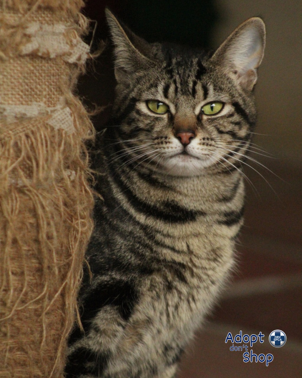 Featured image for “Tiger”