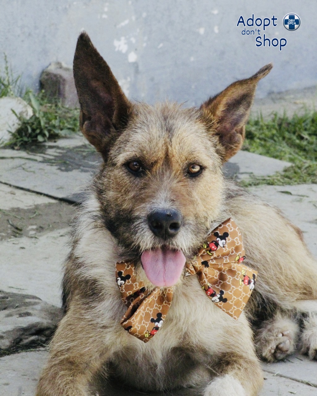 Featured image for “Tyson”