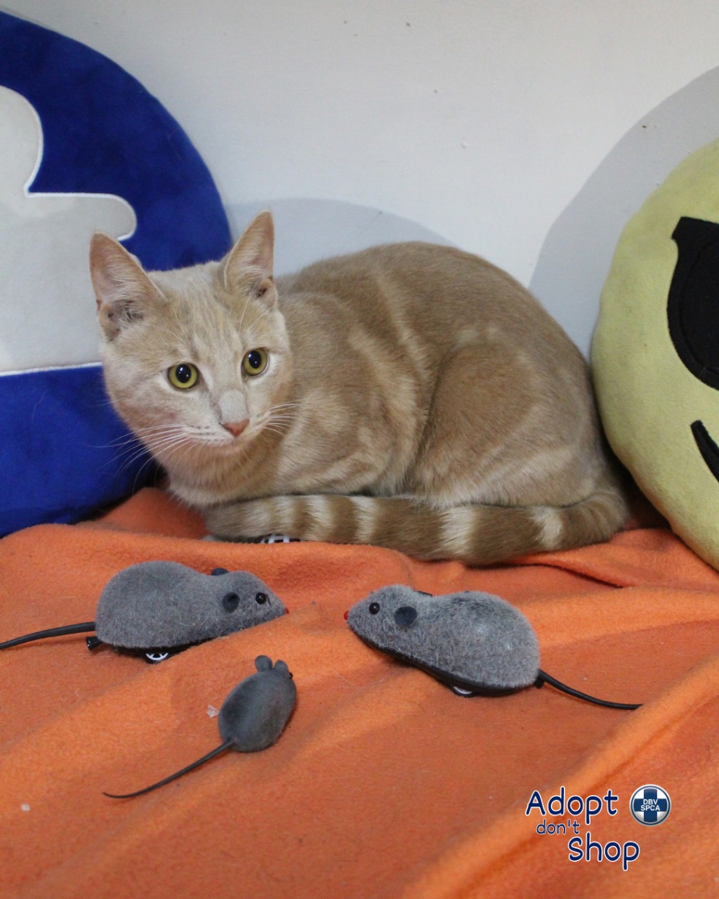 Featured image for “Vinkie”