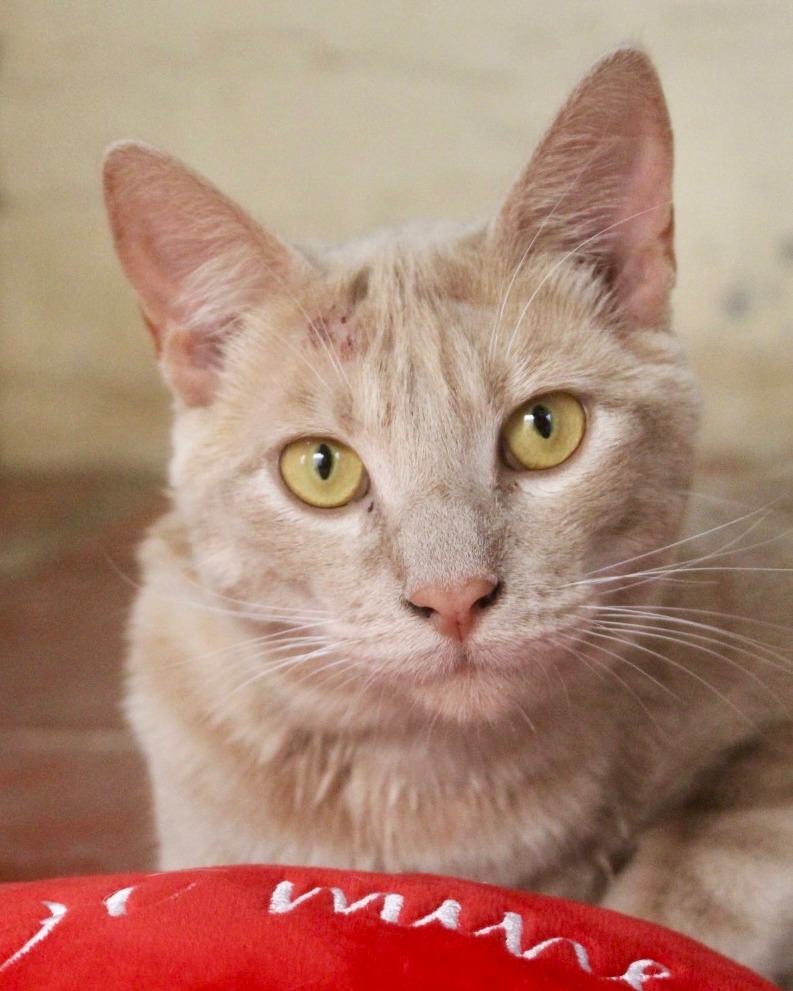 Featured image for “Aineen”