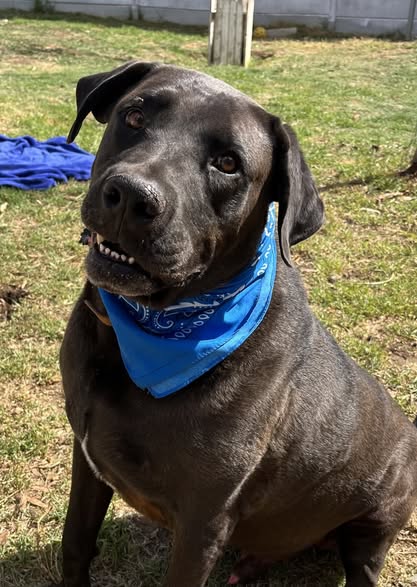 Featured image for “Boesman”