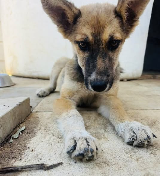 Featured image for “Cassie”