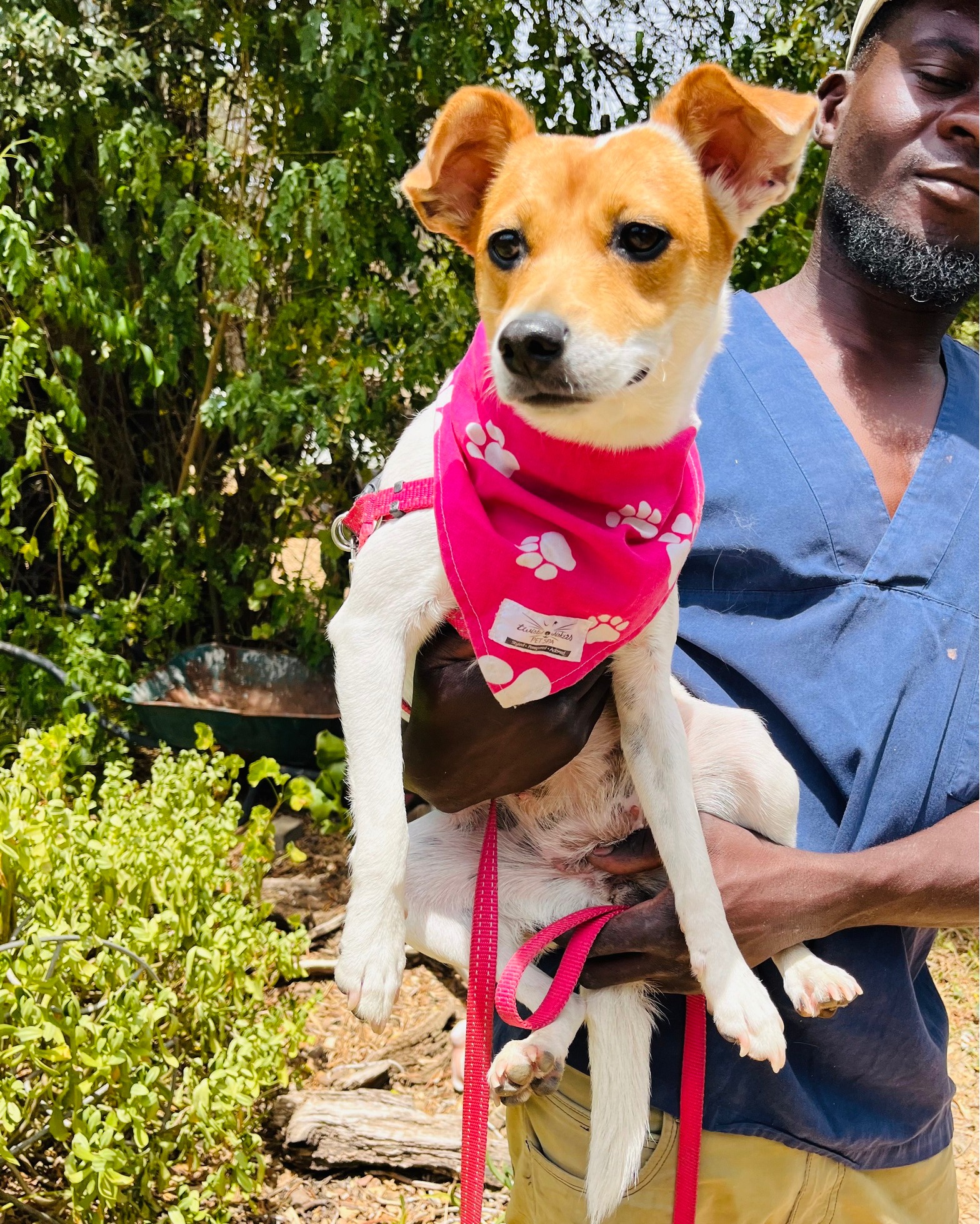 Featured image for “Fifi”