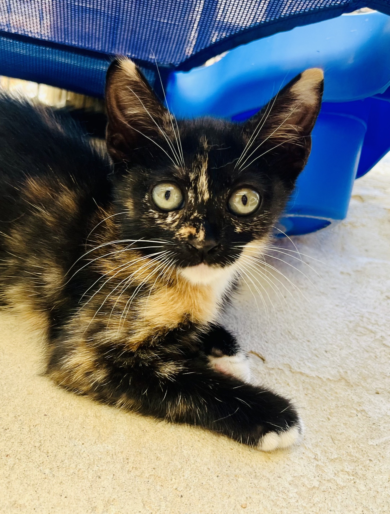 Featured image for “Jazzy”