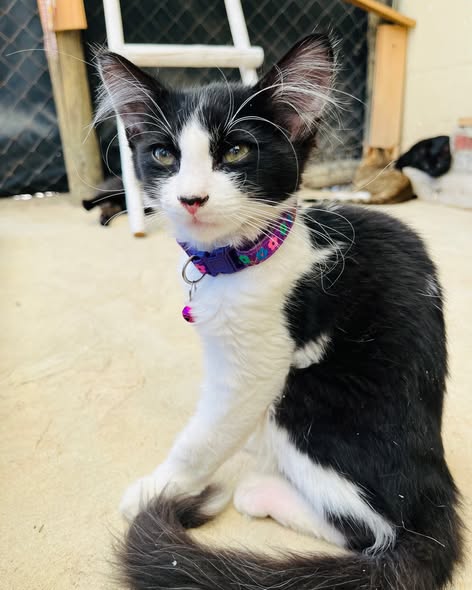 Featured image for “Maury”