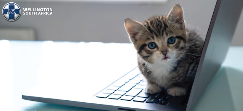 Featured image for “VACANCY | Qualified Inspector”