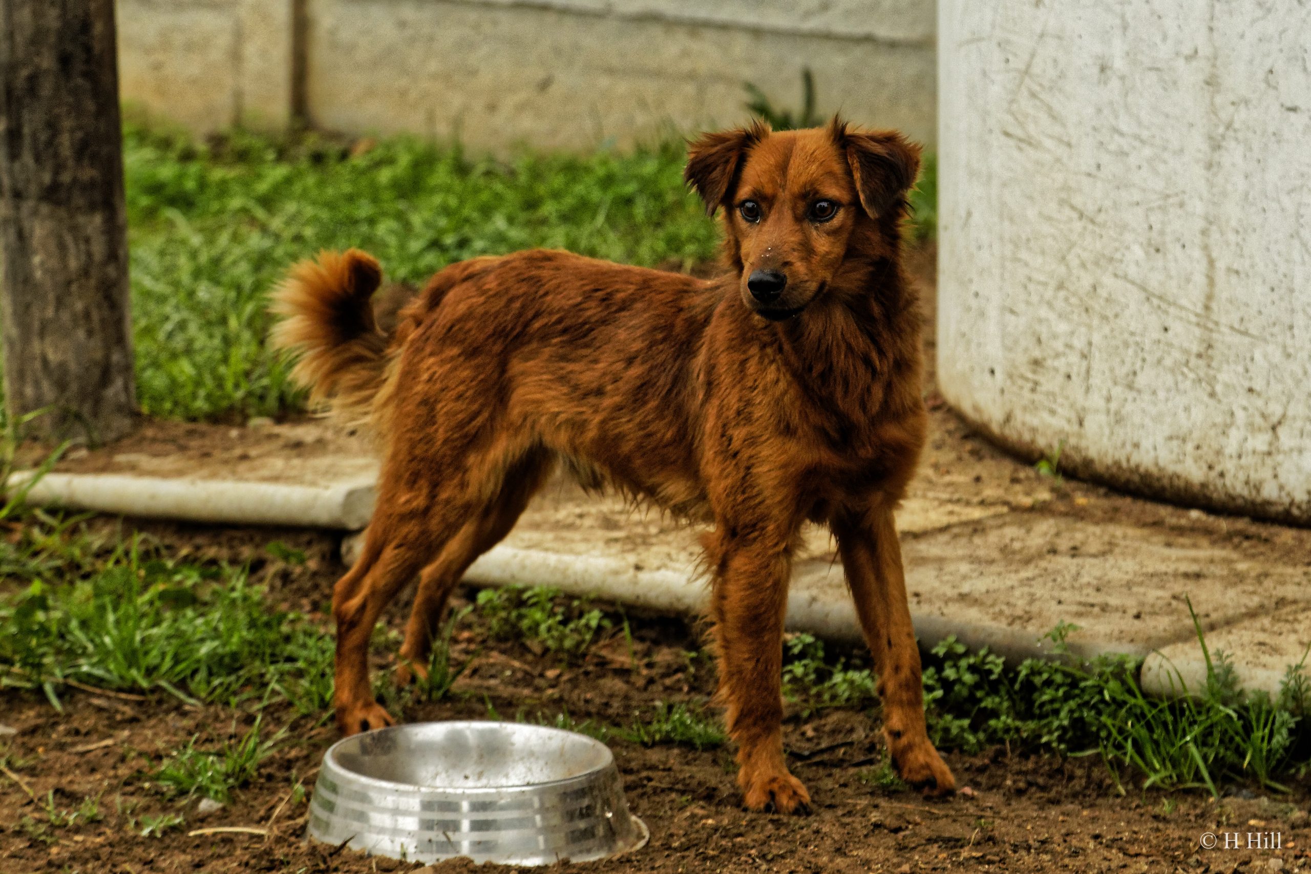 Featured image for “TOFFEE”