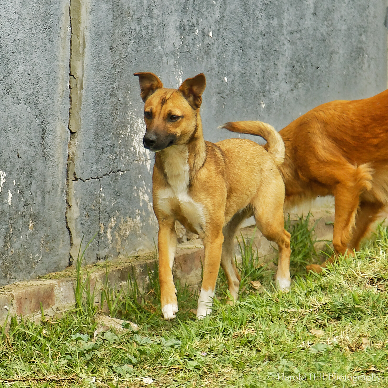 Featured image for “Tessa”