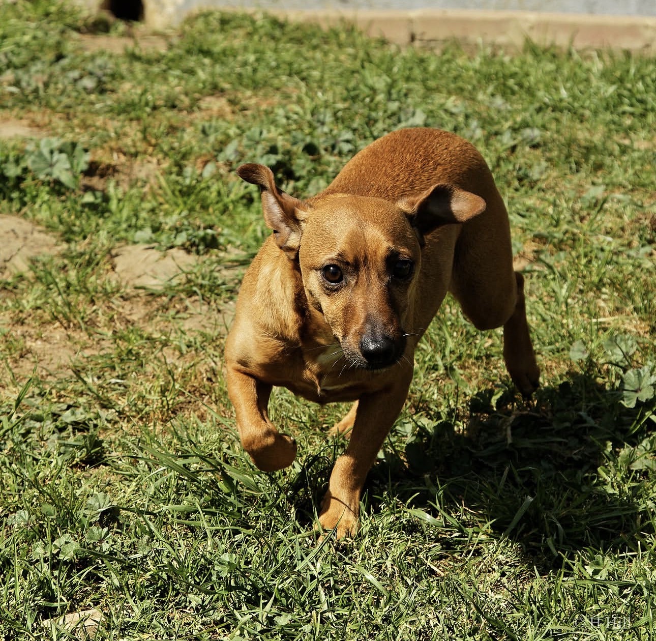 Featured image for “Bruno”