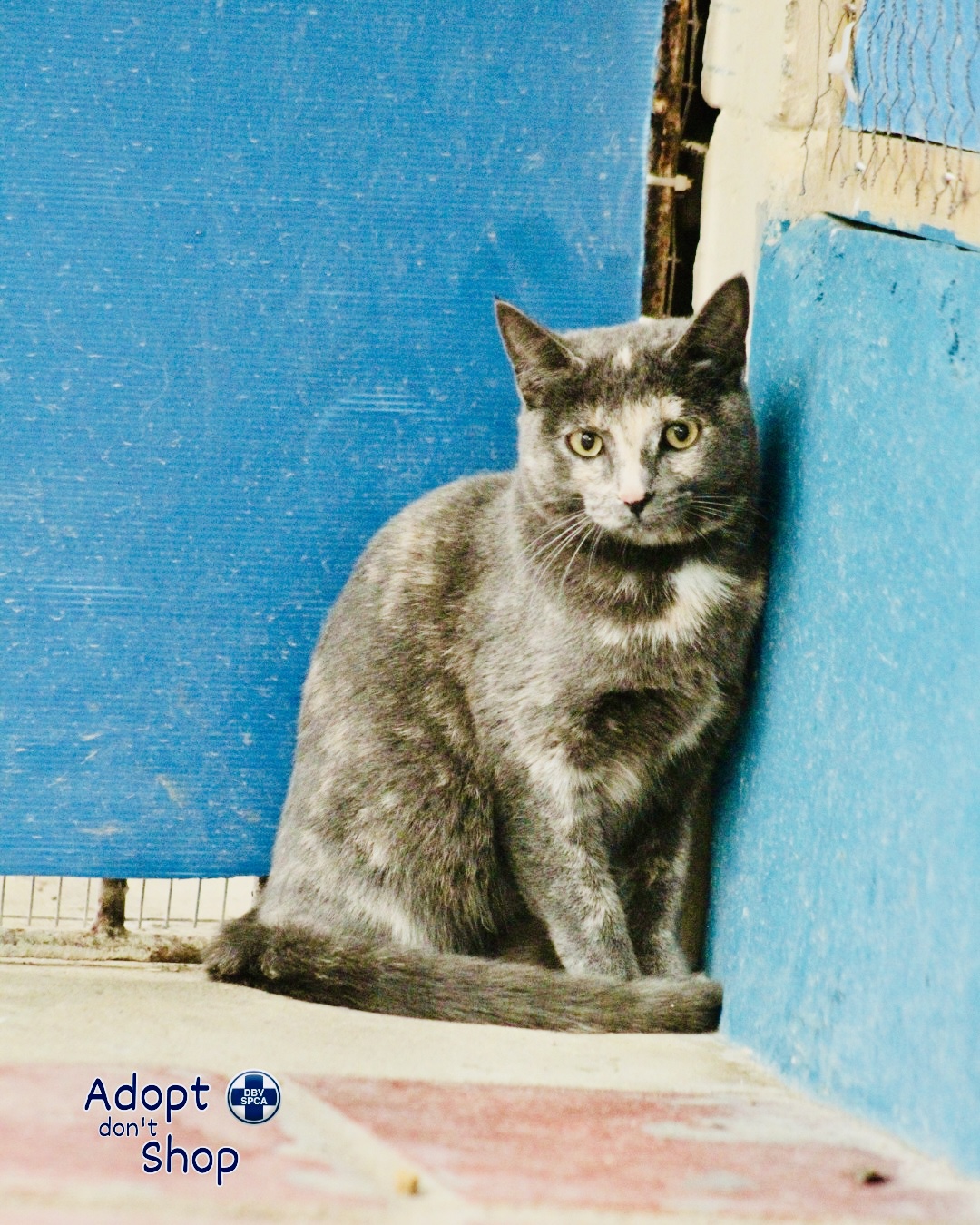 Featured image for “Cloei”