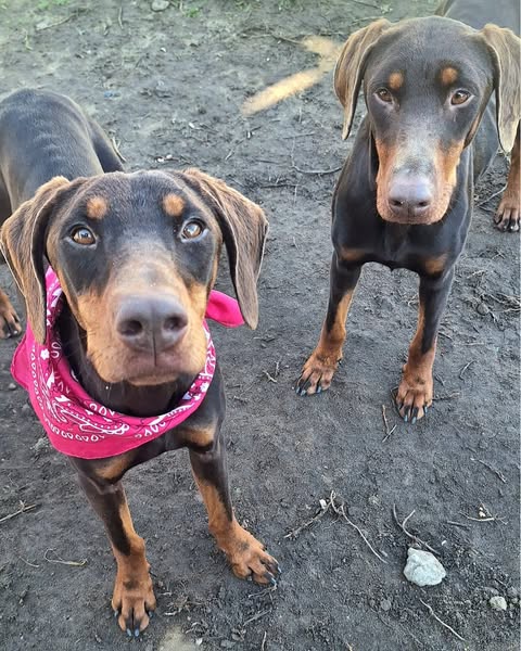 Featured image for “Brownie & Nellie”