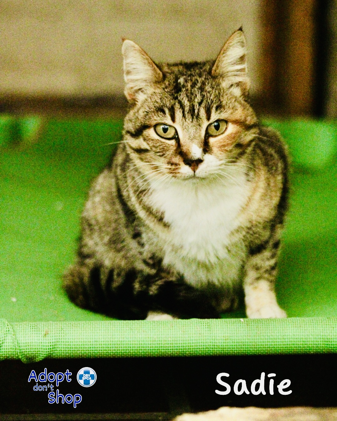 Featured image for “Sadie”