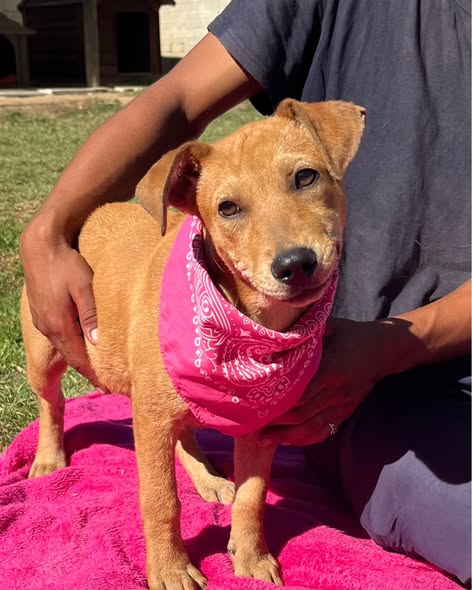 Featured image for “Honey”