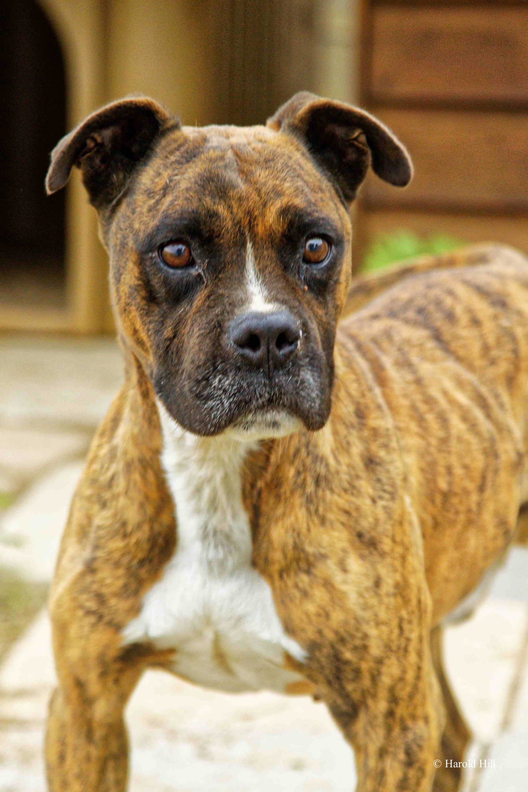 Featured image for “BENTLEY”