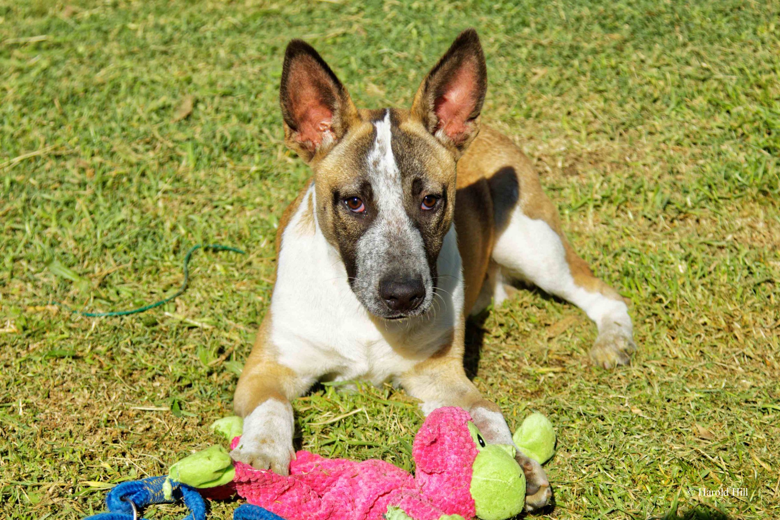 Featured image for “BILLY”