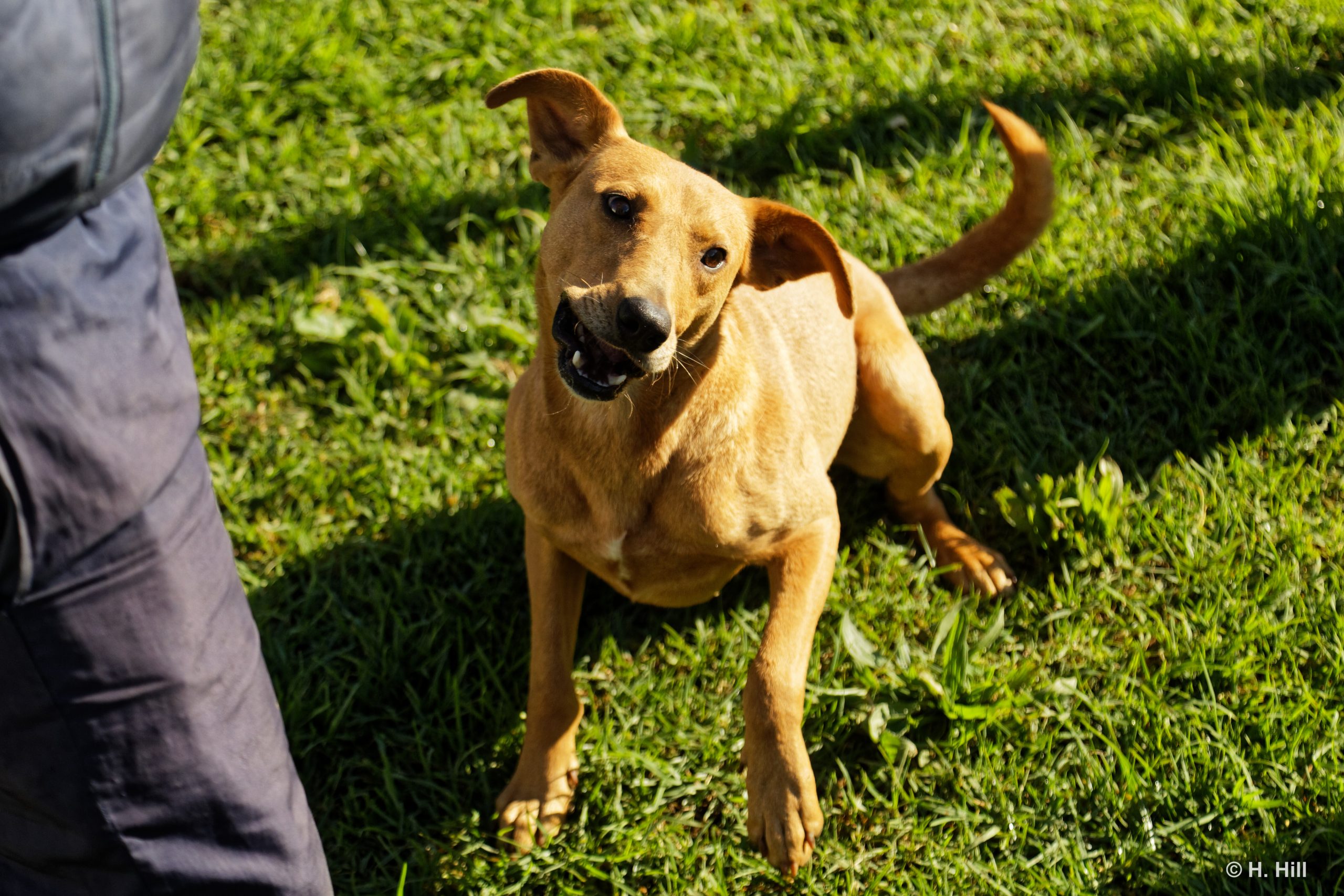 Featured image for “JOCKO”