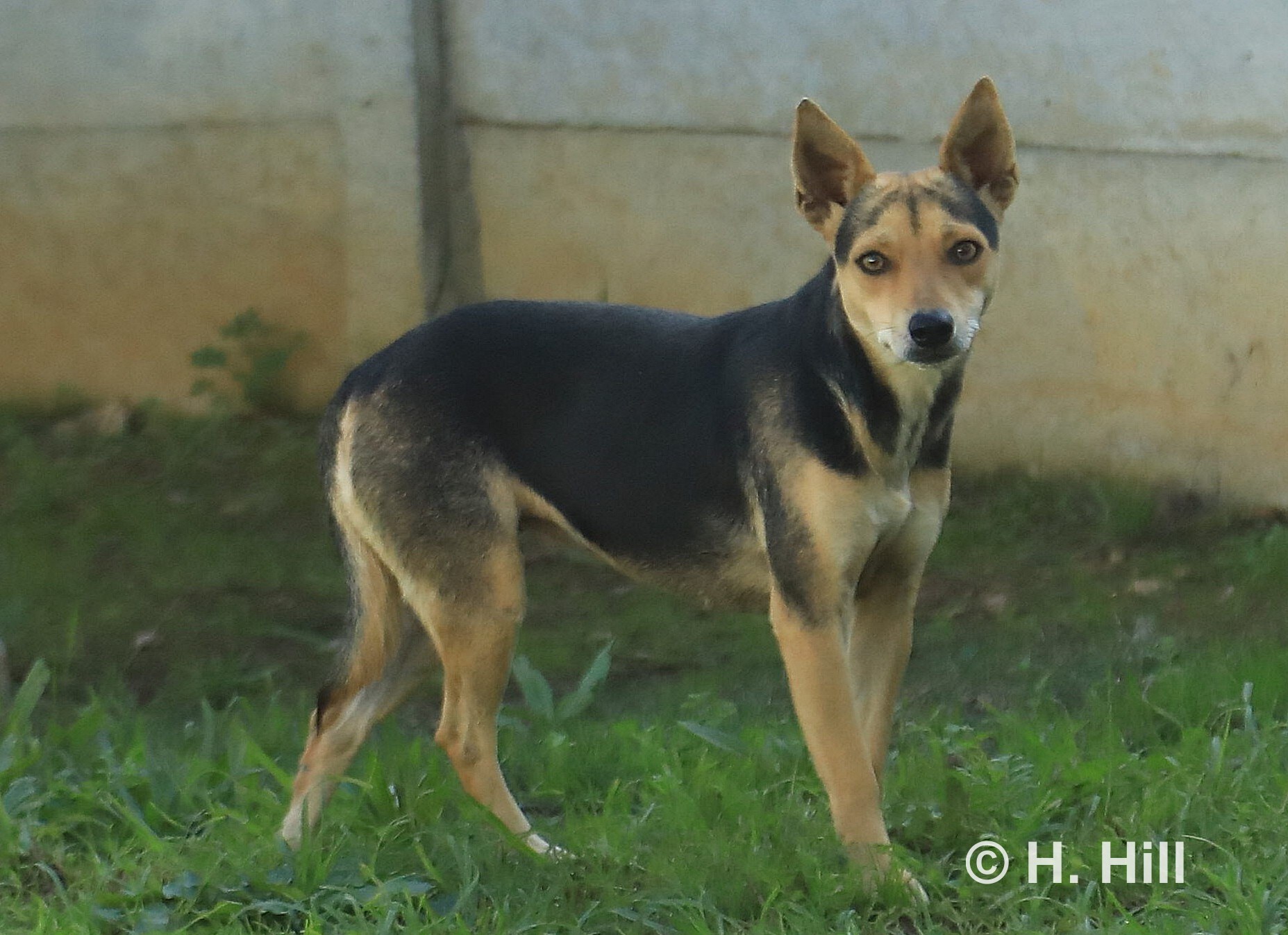 Featured image for “ANGELA”