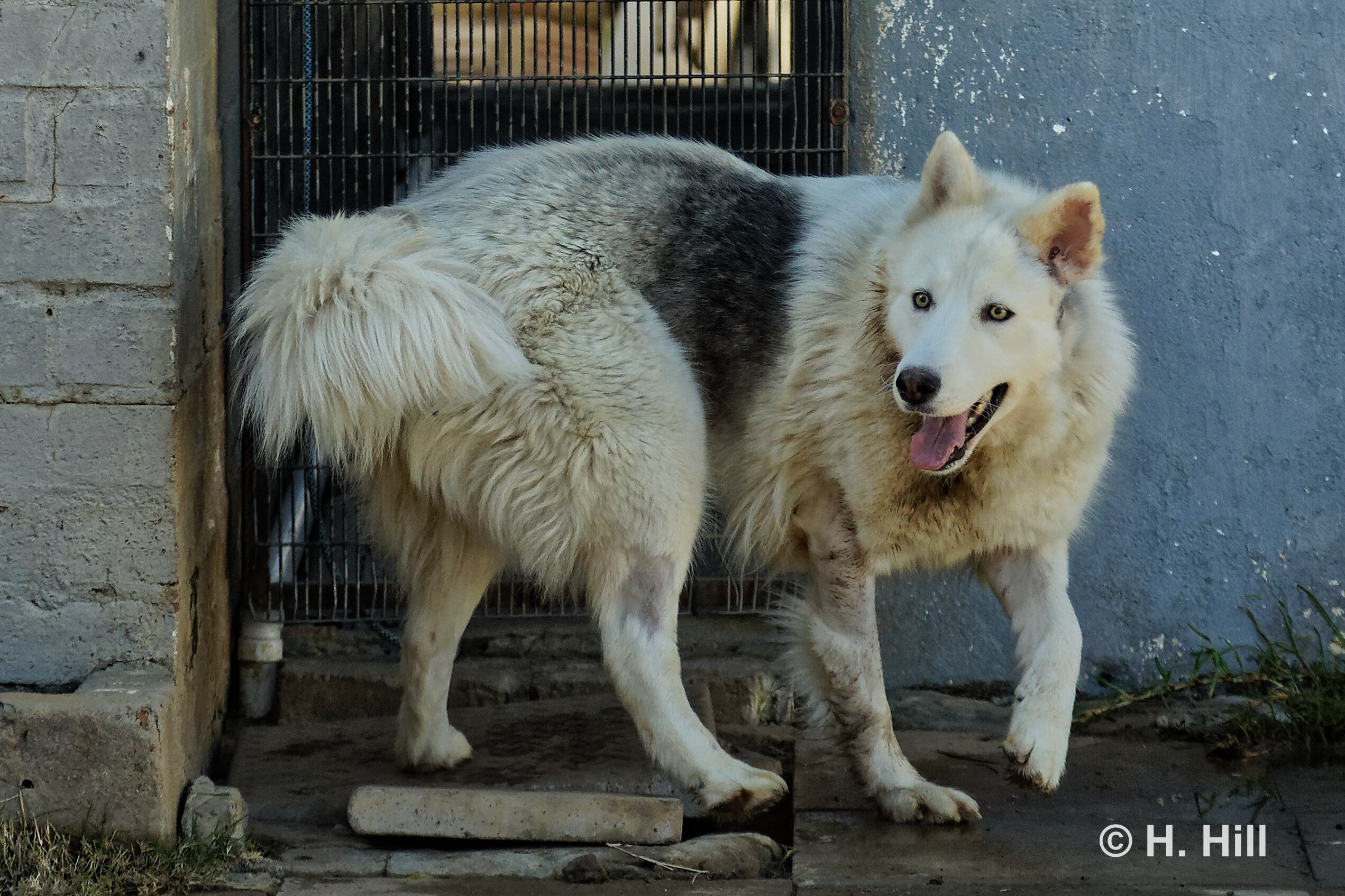 Featured image for “HARRIET”