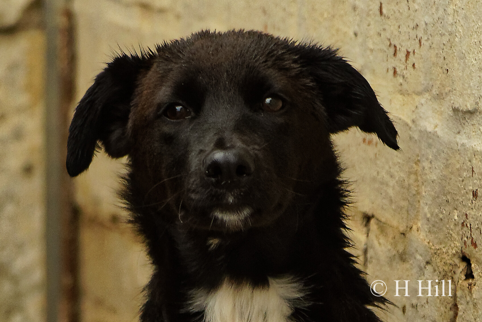 Featured image for “MERLIN”