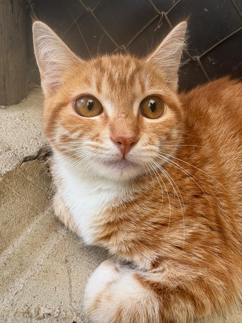 Featured image for “JASPER”