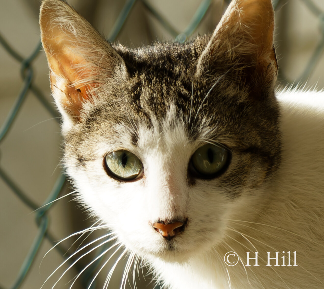 Featured image for “Toby”